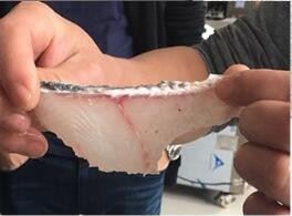 Big And Small Automatic Commercial Fish Fillet Machine Fish Slicing Machine