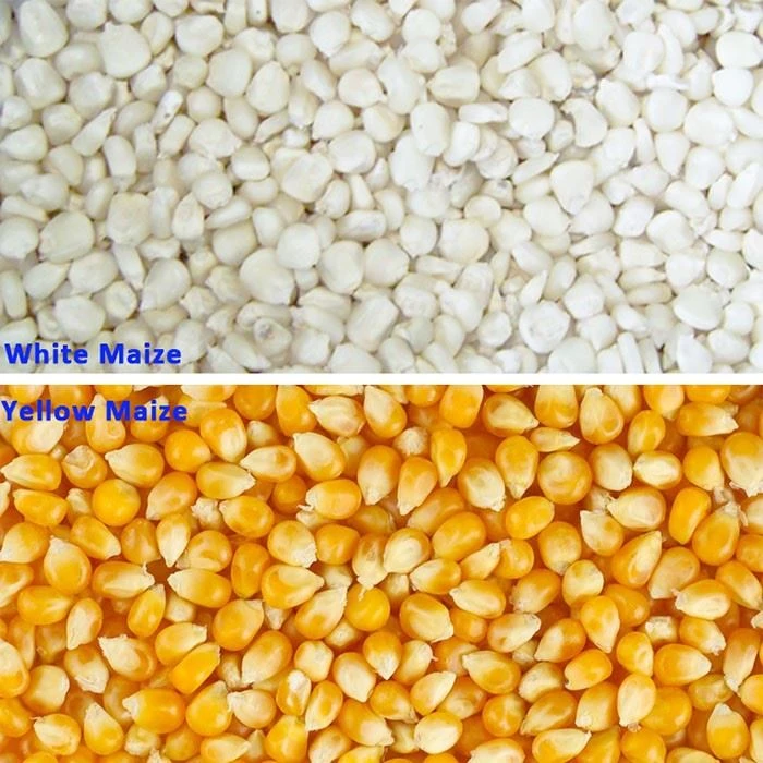 Maize Grits Grinding Machine